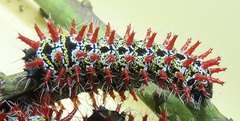 Gonimbrasia zambesina