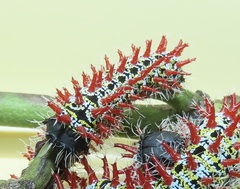 Gonimbrasia zambesina