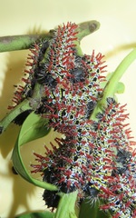 Gonimbrasia zambesina