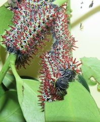Gonimbrasia zambesina