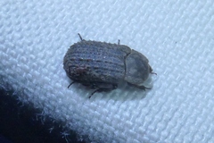 Trox scaber