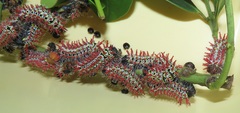 Gonimbrasia zambesina