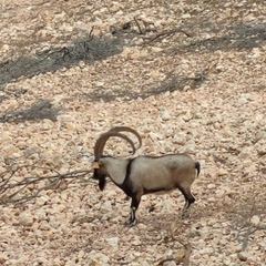 Capra hircus cretica