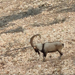 Capra hircus cretica