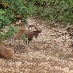 Ovis gmelini gmelini