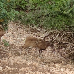 Ovis gmelini gmelini