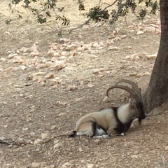 Capra hircus cretica