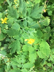 Chelidonium majus