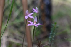 Caladenia latifolia