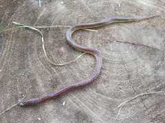 Atractus fuliginosus