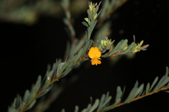 Pultenaea euchila
