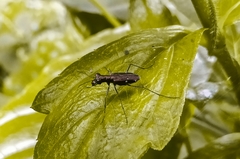 Prothyma