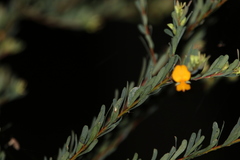 Pultenaea euchila