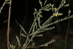 Pultenaea euchila