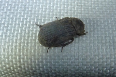 Trox scaber