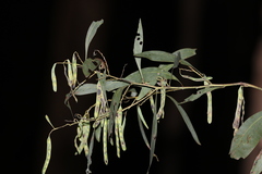 Acacia falcata
