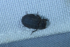Trox scaber