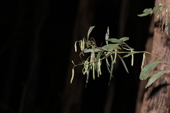 Acacia falcata