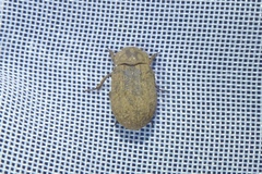 Trox scaber