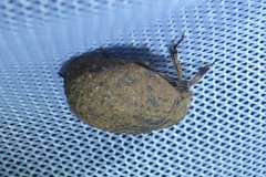 Trox scaber