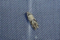 Stenolechiodes pseudogemmellus