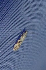 Stenolechiodes pseudogemmellus