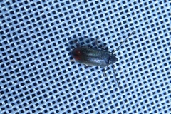 Ernobius angusticollis