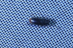 Ernobius angusticollis