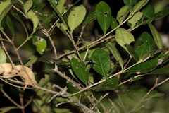 Cyclophyllum coprosmoides