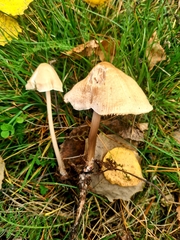 Inocybe sindonia