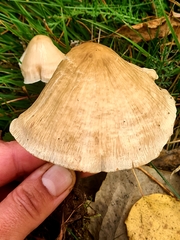 Inocybe sindonia