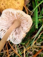 Inocybe sindonia
