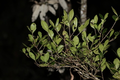 Cyclophyllum coprosmoides