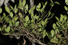 Cyclophyllum coprosmoides