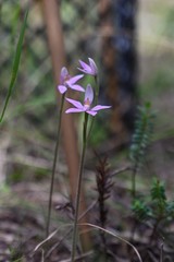 Caladenia latifolia