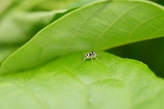 Phintella accentifera