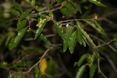 Petalostigma triloculare