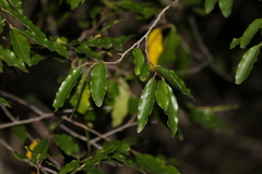 Petalostigma triloculare