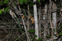 Petalostigma triloculare