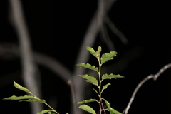 Petalostigma triloculare