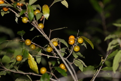 Petalostigma triloculare
