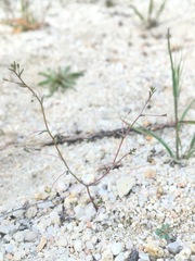 Nemacladus secundiflorus robbinsii