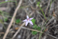 Caladenia latifolia