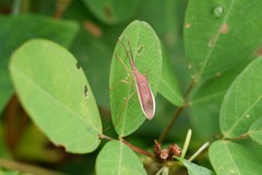 Homoeocerus laevilineus