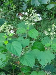 Clerodendrum infortunatum