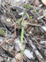 Nemacladus secundiflorus robbinsii