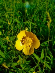 Ranunculus acris