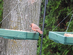 Cardinalis cardinalis
