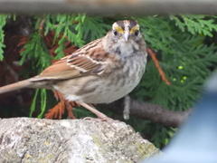 Zonotrichia albicollis