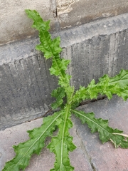 Cirsium arvense